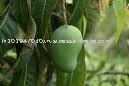  fresh   green   mango 