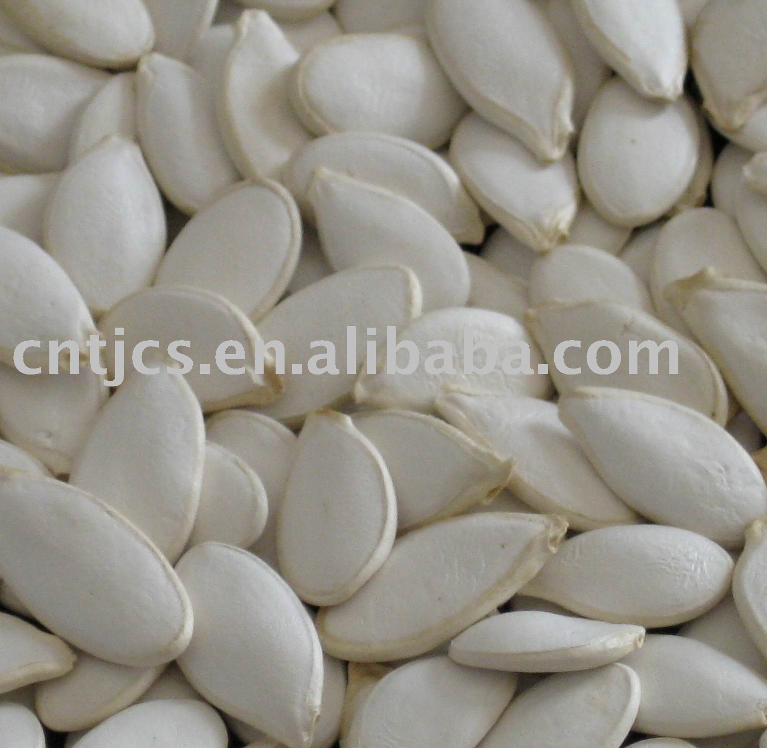 Squash Seeds