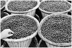  Acai   Puree  12% Solids