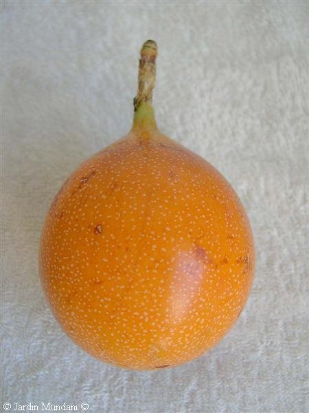 Granadilla