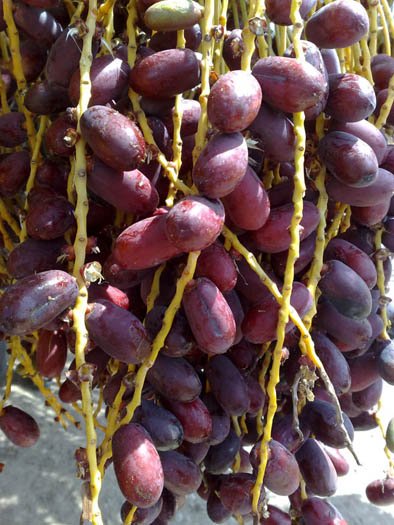 khanizi date