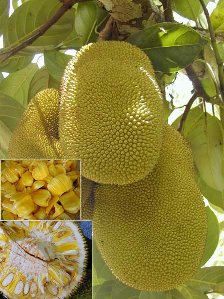  Fresh   Jackfruit  (Sweet )