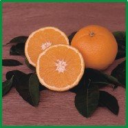 ORANGE-NAVEL