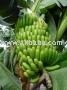 Soursop