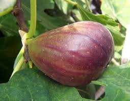FIG FRUIT