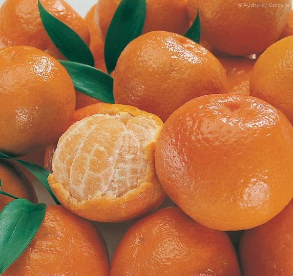 oranges, mandarin, pineaples, apples, lemon ,limes