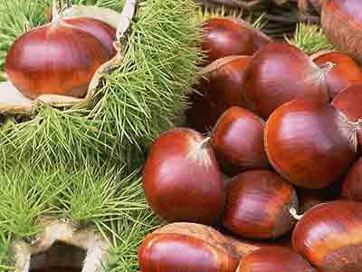 Fresh Chest Nuts For Sale