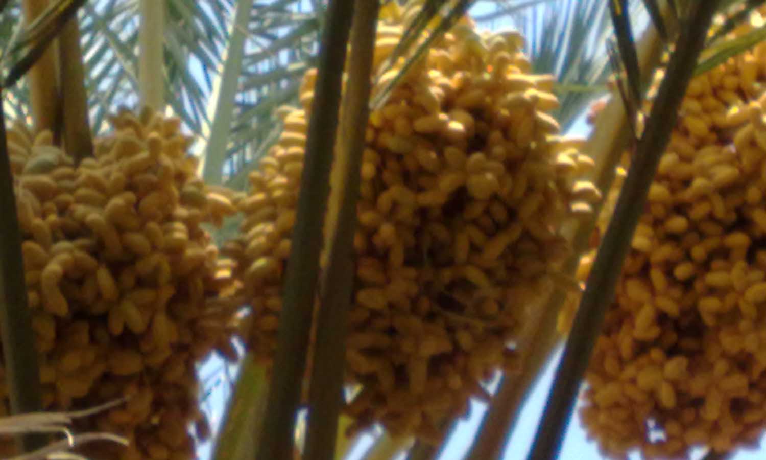 shahani date