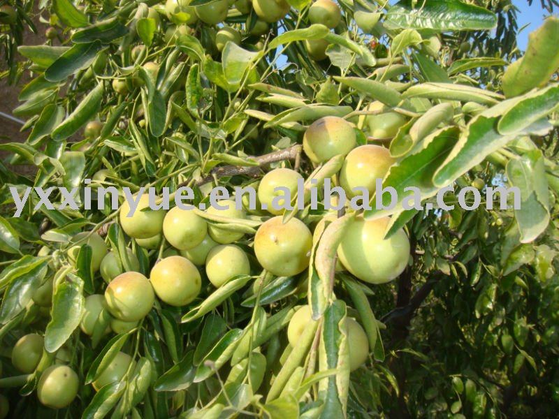 Jujube-RED,BIG IN SIZE