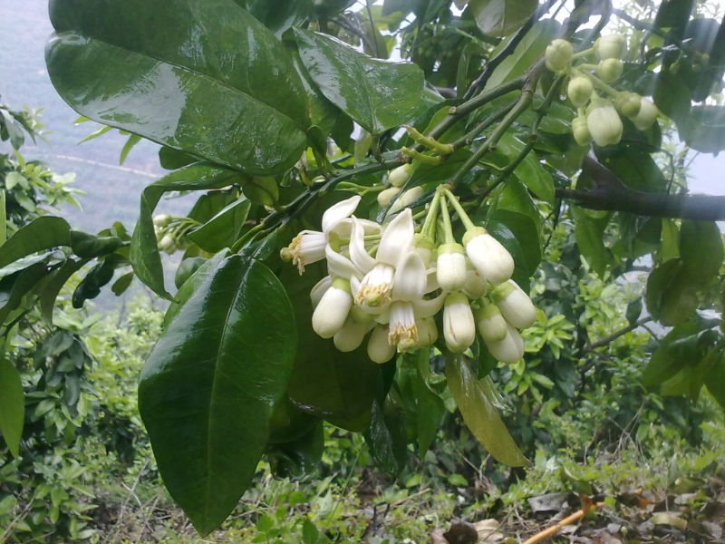 fresh export pomelo
