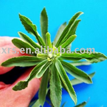 Stevioside powder Rebaudioside-A 95 for food  sweetener  additive