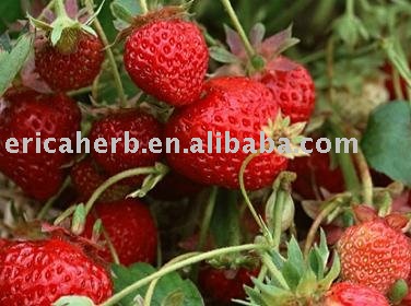 strawberry powder