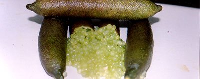 ALSTONVILLE (green seedless),fruit