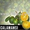 Calamansi   Fruit  Citrus Microcarpa