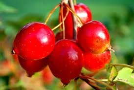 HAWTHORN FRUITS