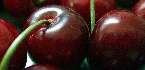 Fresh Cherry cherries