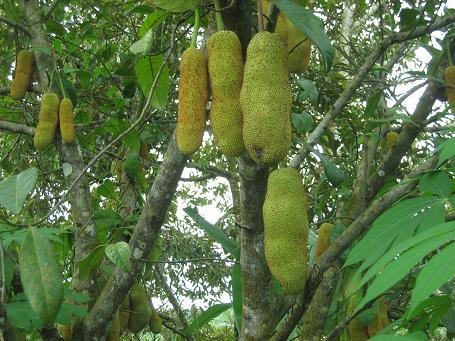 Cempedak