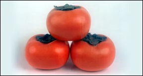 Perssimons