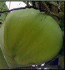 Cocunut