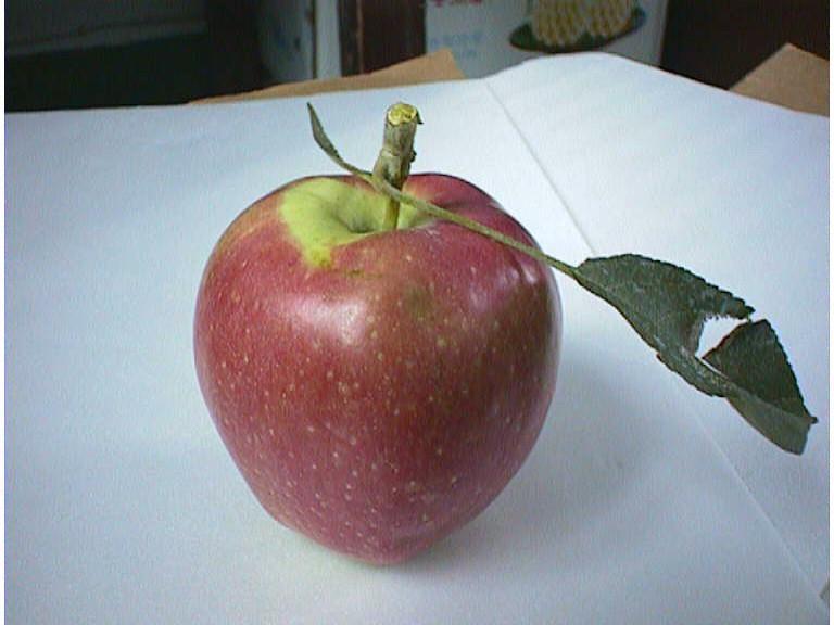 Fruits    Vegetables 