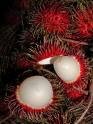 Rambutan