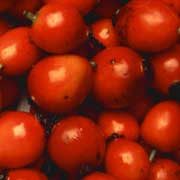 Rose hip ( Rosa   canina )