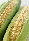 Sweet  Corn   Flavour 