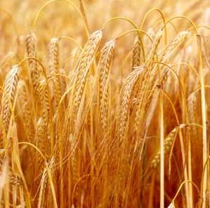 Animal Feed Barley