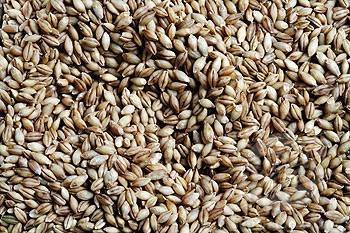 GOOD QUALITY BARLEY