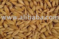rape seed ( canola ) wheat barley rye