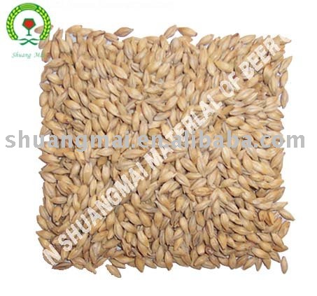  malt  barley