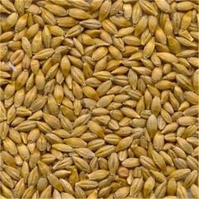 best quality feed barley for sale
