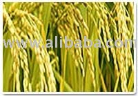 Barley Grade 1