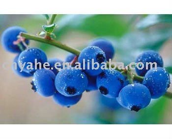 Hot blueberry flavour powder