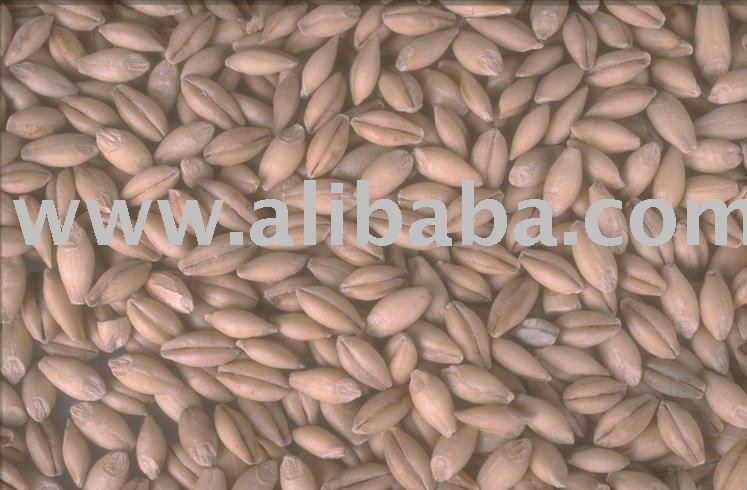 QUALITY BARLEY MALT