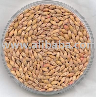 HIGH  FEED BARLEY