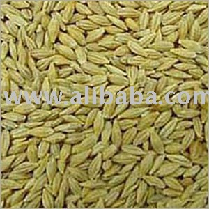 Feed Barley