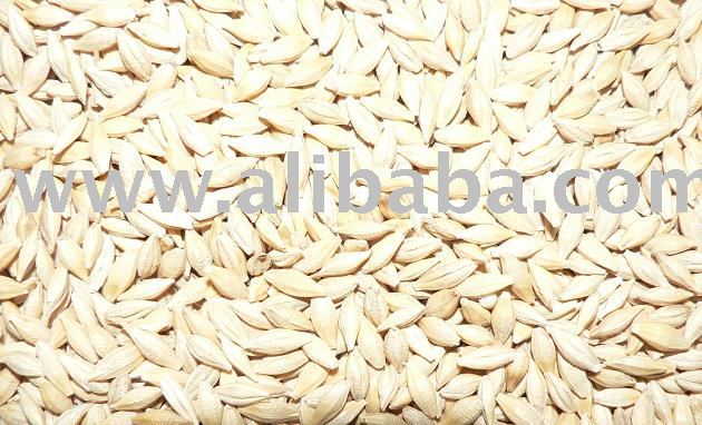 Australian malt barley