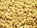 cheap Barley grains available for sale