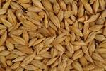 Organic barley and other barley grain Products