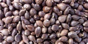 Pearl Barley With Black Husk