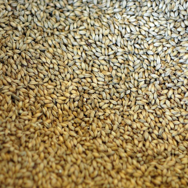 Feed Barley