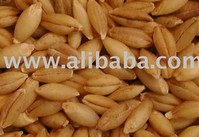 Barley like wheat is a grass, which is rich in carbohydrates and protein.