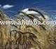 Barley, Yellow Maize, White Maize, Sorghum, Bajra, Rapeseed  Doc ,  Soyabean   Doc ,