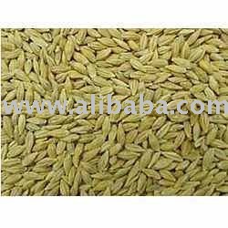 FEED WHEAT