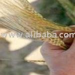 MALTING BARLEY (FOR MAKING BEER)