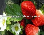 Instant   strawberry  powder