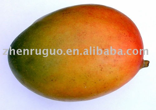  Instant   mango   powder 