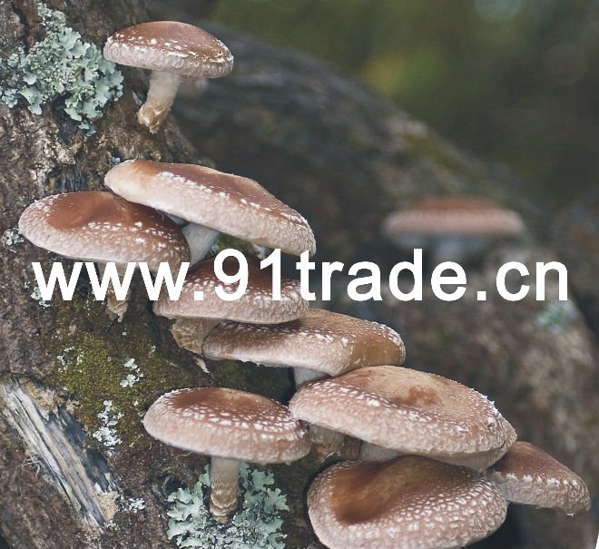  shiitake   log s