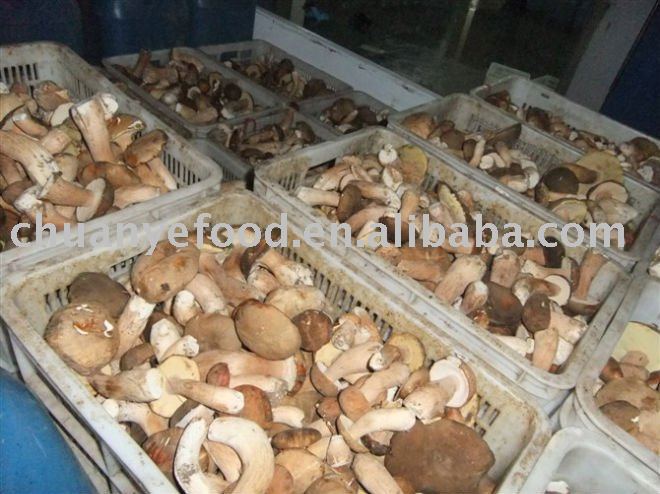 fresh boletus edulis